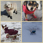 🔥 Cumpărați 1 set pentru 1 set gratuit 🐶 Pantofi impermeabili pentru animale de companie