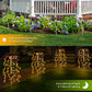 🌿💡 Lampa solară de grădină (100 LED-uri) – Se aprinde automat la mișcare, rezistentă la apă și la razele solare – Plată la livrare 🌸🔋
